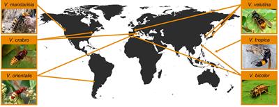 Invasion potential of hornets (Hymenoptera: Vespidae: Vespa spp.)